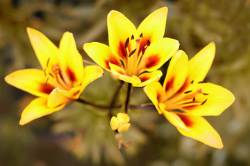 Obraz premium Three yellow lilies growing in the garden.