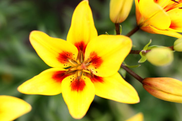 Fototapeta na wymiar One yellow lily growing in the garden.