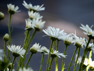 daisies at sunset in the garden