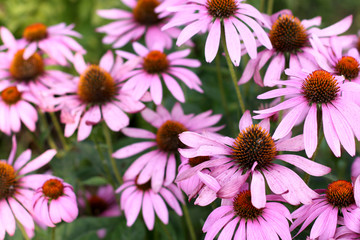 Fototapeta premium Purple coneflower flowers grow of the garden