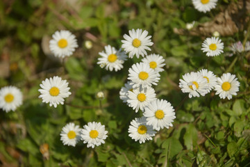 daisy