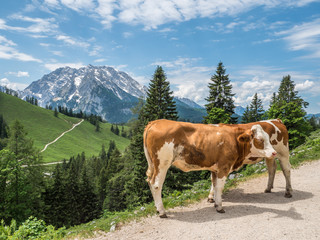 Kühe in den Berchtesgadener Alpen mit Watzmann