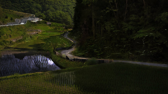 Japanes Genji Fireflies during full moon over rice fields near Niimi