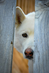 White Siberian husky looking through a fence showing one eye.