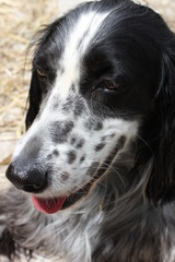 portrait of cute english setter dog, colored black and white, close up