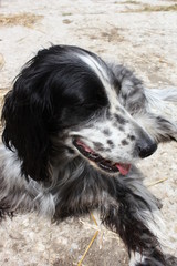 portrait of cute english setter dog, colored black and white, close up
