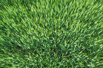 Green wheat ear spikes aerial