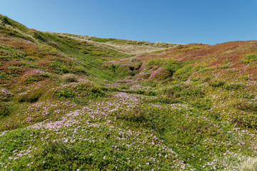Fototapeta na wymiar Die Insel Phillip Island ist im Frühling schön grün und die Blumen blühen