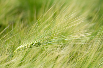 Young ears of wheat on an agricultural field. Can be used as background.Cereals are used in vegetarian nutrition.