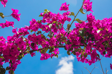 Beautiful red or pink Bougainvillea flowers, plants and garden in Bodrum city of Turkey. View of...
