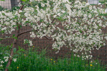 cherry blossoms in the garden
