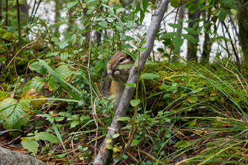 Chipmunk Eating in the Grass