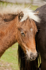 Color photo of the mares and foals at Grayson Highlands State Park in Virginia.