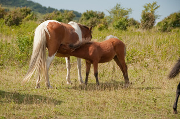 Naklejka na ściany i meble Color photo of the mares and foals at Grayson Highlands State Park in Virginia.