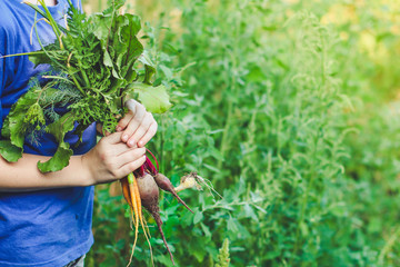 harvest vegetables (beets, carrots, onions, dill, garlic and more). top food background. copy space