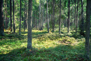 sun ray in the forest