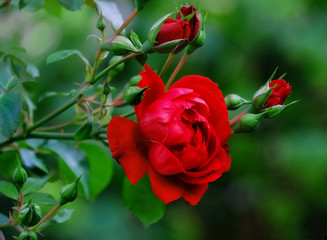 Red rose