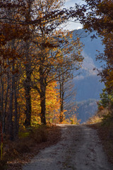 Path in an autumn forest leading to an opening, the sun shining through the golden leaves