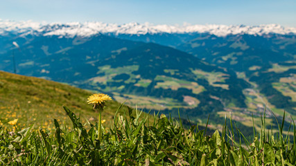 Beautiful alpine view with flowers in the foreground at Hohe Salve summit - Söll - Tyrol - Austria