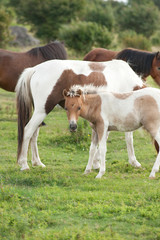 Color photo of the mares and foals at Grayson Highlands State Park in Virginia.