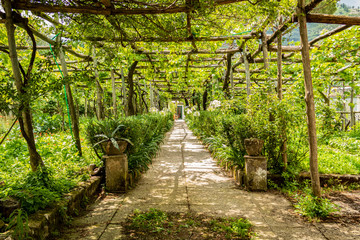 Green terraced grape vineyard on a hill