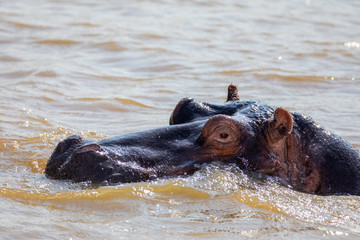 Fototapeta premium Oeil Hippopotame