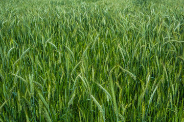 Barley field with green ear spikes in spring