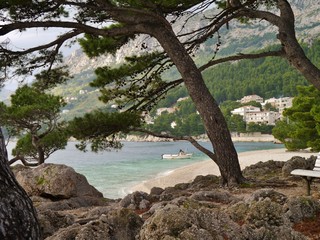 Kiefer an der Küste von Kroatien