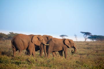 Elephants