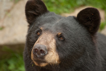 Close up of wild black bear face looking at camera
