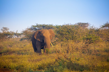 Fototapeta premium Elephant
