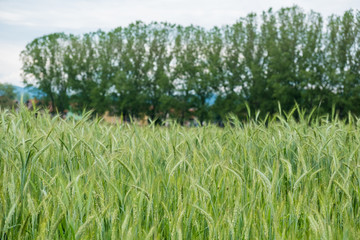 Barley field with green ear spikes in spring