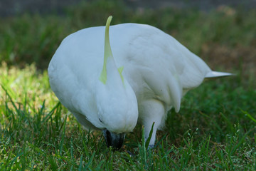 Ein Gelbhaubenkakadu sucht auf einer Wiese nach etwas zum fressen