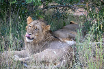 lion