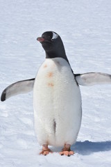 Penguin in Damoy Point Antarctica