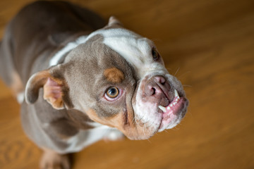 Beautiful lilac color American bulldog looks up at the camera.