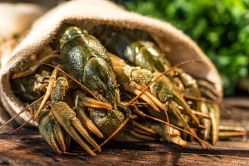 Raw crayfish with beer on wooden background