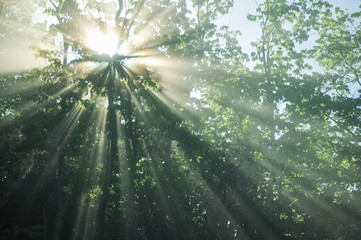Naklejka premium Beautiful sun rays break through the fog shining through the trees