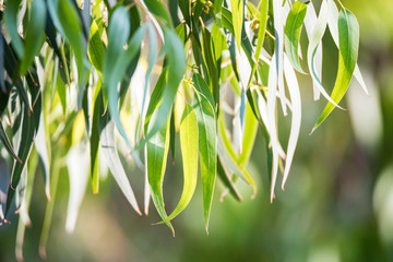 Eucalyptus green leaves in sunlight close up