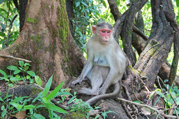 A pensive Indian monkey macaque sits on the roots of a tree in the jungle. Bhagwan Mahavir Wildlife Sanctuary. GOA, India.