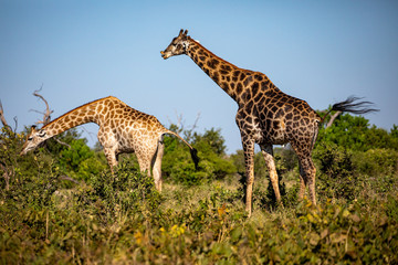 Girafe