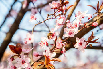 Bee pollinating cherry tree flowers blossoming at field