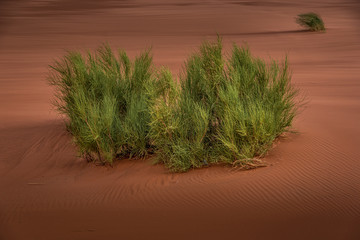 Landscape view of green bushes surrounded by yellow and, Sahara, Morocco.