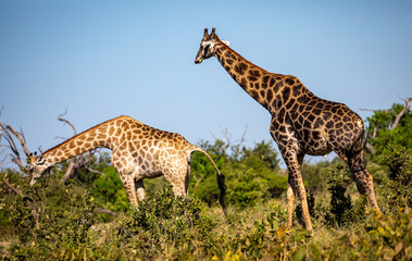 Girafe
