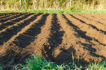 small potato field, Potato ridges with recently seeded potatoes
