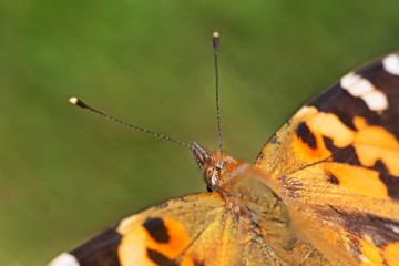 close up of Painted Lady butterfly