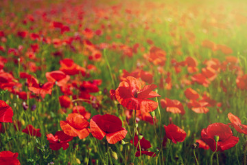 Poppy flowers meadow
