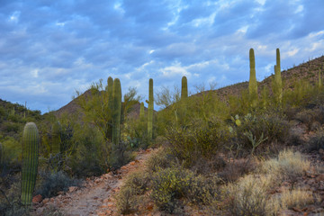Early morning dessert hike