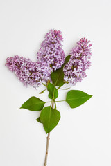 Sprig of lilac on a white background