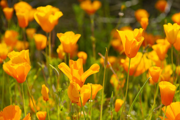 A group of California Poppies in full sunlight.  The flowers in the foreground are in focus with the background flowers out of focus.